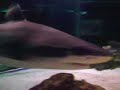 aquarium de st jean du gard