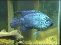 電気青ジャッキdempsey.html