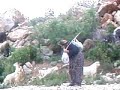 ALANYA MAHMUTSEYD? KÖYÜNDE KEÇ?LER ALANYA MAHMUTSEYD? KÖYÜNDE KEÇ?LER
