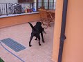 Il piccolo cucciolo johns con Spike