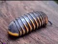 Pill Millipede of Borneo