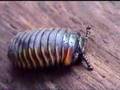 Pill Millipede of Borneo