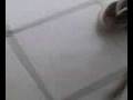 videos de meu pit bull