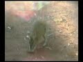 KANGURU AUSTRALIA - MACK YIDHAKY KANGURU AUSTRALIA - MACK YIDHAKY