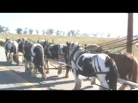 how to hitch up a team of horses