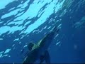Squalo Longimanus o Alalunga - Marsa Alam  - Mar Rosso