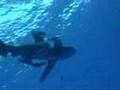Squalo Longimanus o Alalunga - Marsa Alam  - Mar Rosso