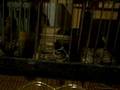 videos de goldfinch mules 08 bred