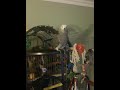 Wingo Dancing