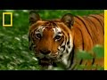 Tigers Prey on People
