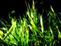 Grasscut-Swallow-The