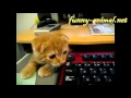 Super cute kitten hiding and attacking 