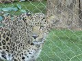 Jaguar close-up