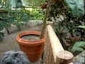 Butterfly Conservatory & Buddie Butterfly Conservatory & Buddie