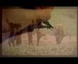 clip video Nneka Heartbeat