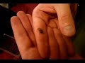 Click here to watch this video Grammostola pulchripes