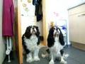Cavalier King Charles Spaniel video