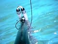 Pesca Submarina - Sargo en Pozo del Esparto