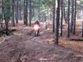 videos de JD trail riding