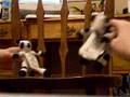 kung fu cowz