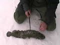 icefishing saskatchewan with burbot cleaning