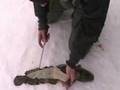 icefishing saskatchewan with burbot cleaning