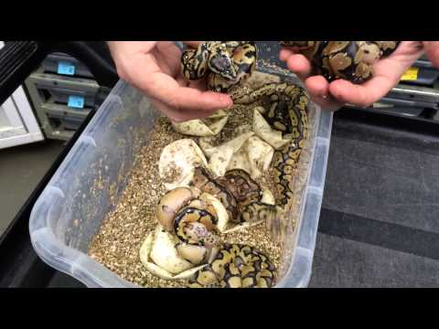 YouTube reptile video