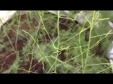 how to replant asparagus fern