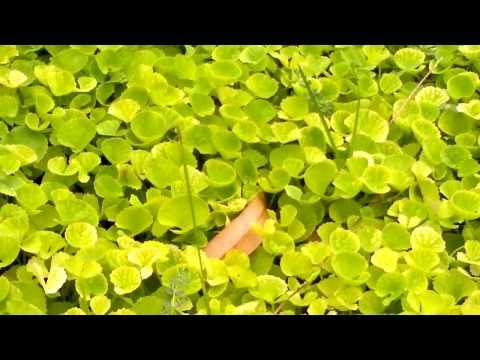 how to transplant gotu kola