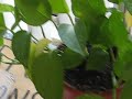 My Plant