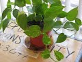 My Plant