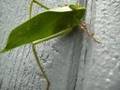 Angle-wing Katydid (Microcentrum retinerve)