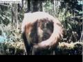 Jacob Black: Animal I have Become