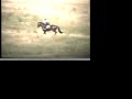 Amorex, approved Swedish warmblood stallion at 1998 Woodside, Ca three day event. Amorex was 4 turning age 5 in these clips and had only been jumping for a few months; he won the Open Novice at Woodside.(If you are interested in Amorex for breeding, please ask for our free Stallion DVD, as this clip is even more fun on a TV screen). For more info please see magpiefarm.com