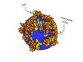 Genetics 101 Part 2: What are SNPs? Genetics 101 Part 2: What are SNPs?