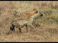The Top 5 Pound For Pound Most Powerful Animals On Earth