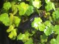videos de NEWTS BRILLIANTMATING OR LAYING