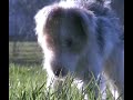 うたう犬動画