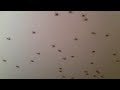 Click here to watch this video Baby spider invasion
