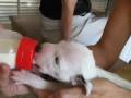 videos de Dálmata no reforço da mamadeira
