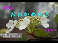 オオカメノキ（櫛形山）