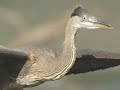 nature & wildlife photographer makes multiple visits to a great blue heron rookery in northern illinois. watching, simply observing and being is the key to making images of these or any of our wild creatures. patience & observation in nature reveals much about an animal but kristen finds that it also reveals much about our own human nature. what we can learn from being immersed in nature is an astonishing world into the depths of ourselves. view more images of herons in my fine art galleries online http://www.wisconsinphotos.com/gallery/herons/index.htm
join my nature club at http://www.wisconsinphotos.com/nature_club.asp
