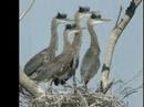 Nature Photography - Great Blue Heron Rookery -