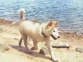 nanuq having fun!