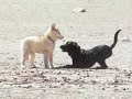 nanuq having fun!