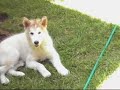 nanuq having fun!