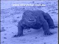 Part 2 Komodo Dragon Animal X
