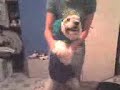 mis perritos