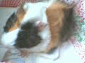 MY LITTLE BABY GUINEA PIG 