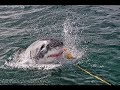 The Megalodon-The Largest Shark The Megalodon-The Largest Shark